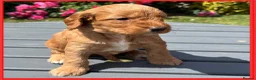 Cockapoo dogs for sale: Gorgeous Fox Red F1 Cookapoos  - Advert 19