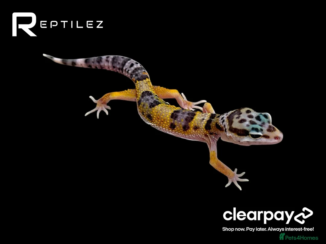 Leopard Gecko reptiles for sale: GECKO BABIES - Advert 1