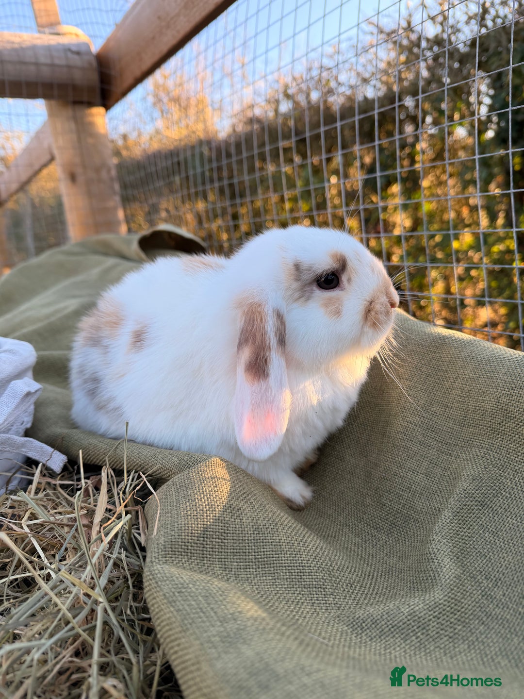 Mini Lop rabbits for sale: Mini Lop bunnies  - Advert 9