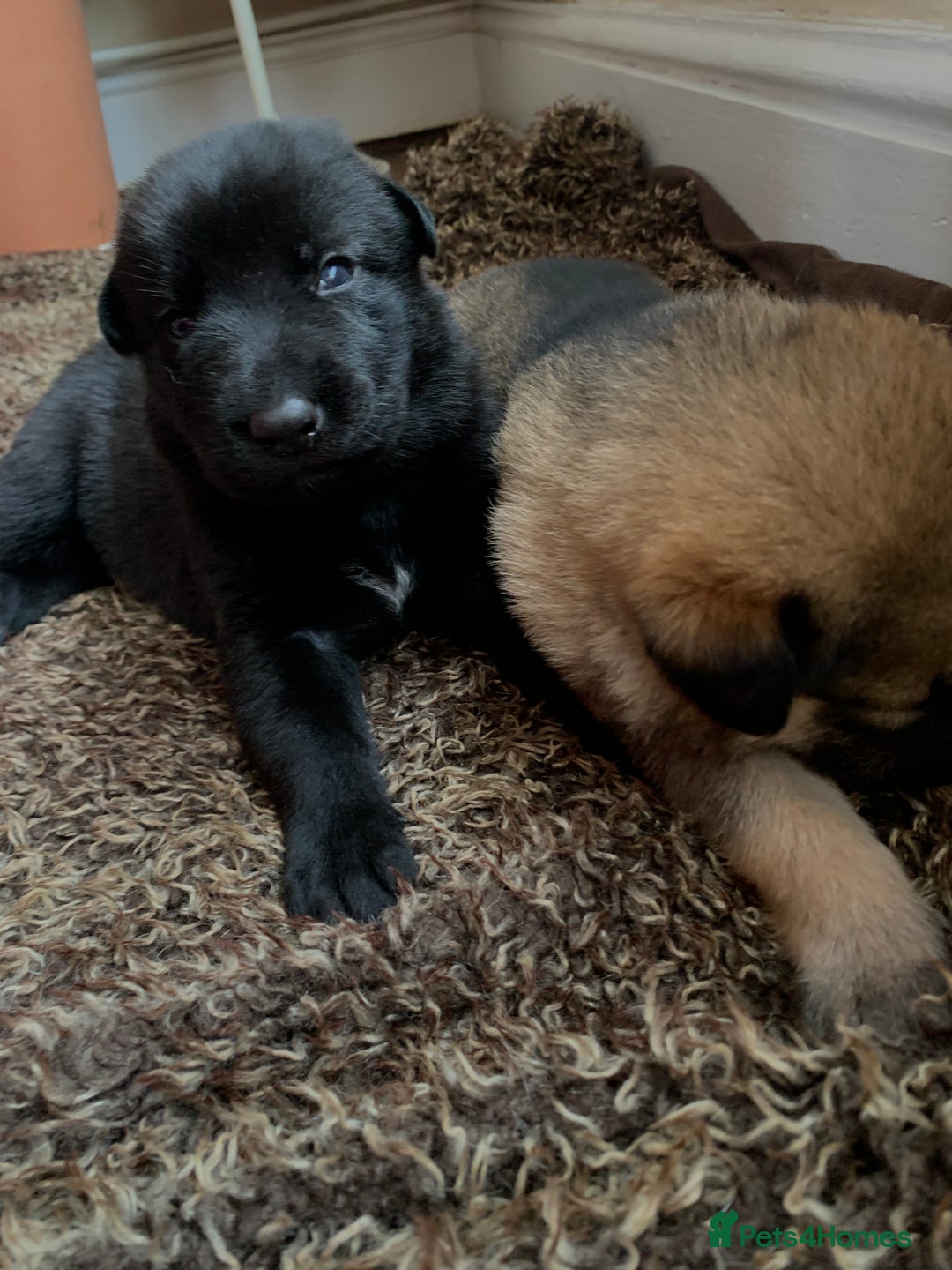 Mixed Breed dogs for sale: Labrador x German Shepard puppies - Image 2