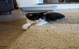 Mixed Breed cats for sale: Beautiful Cuddly Kittens - Image 7