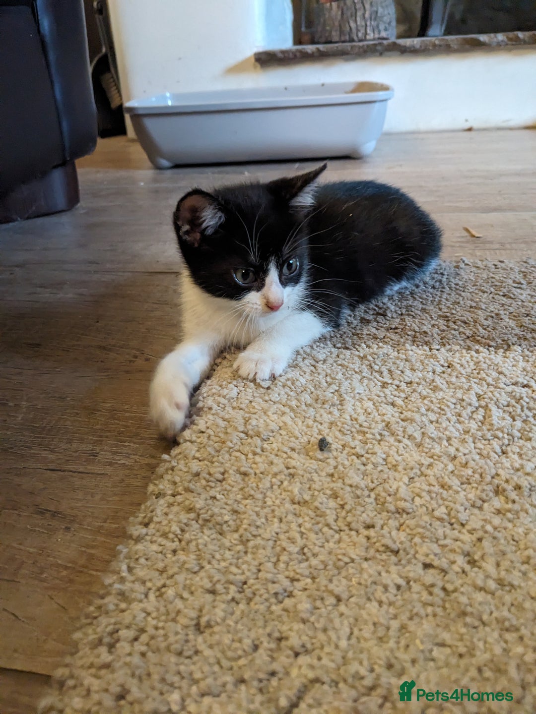 Mixed Breed cats for sale: Beautiful Cuddly Kittens - Image 7