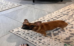 French Bulldog dogs for sale: 9 months Frenchbulldog girl,health tested parents  - Image 5