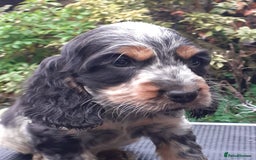 Cocker Spaniel dogs for sale: Adorable KC show cocker spaniels - Advert 11