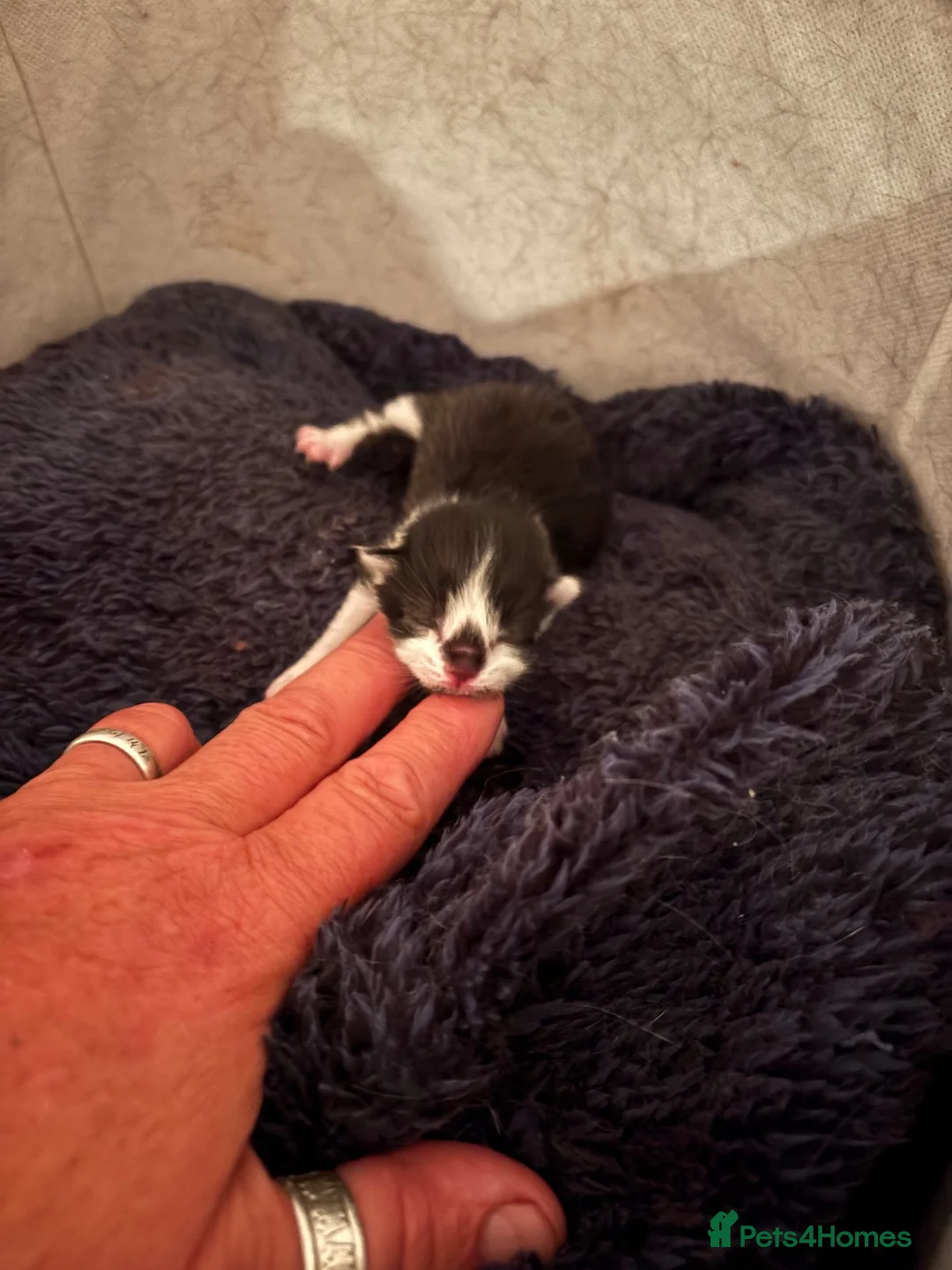 Mixed Breed cats for sale: Beautiful black-white male kitten, 3 months old in Minehead - Advert 16
