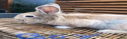 Lionhead rabbits for sale: Gorgeous fluffy Lionhead babies ready now - Advert 8
