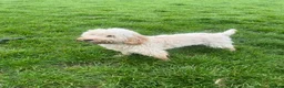 Cockapoo dogs for sale: Narla female cockerpoo  in Glastonbury - Advert 18