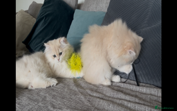 British Longhair cats for sale: Lilac golden shaded kittens (cy12) - Image 14
