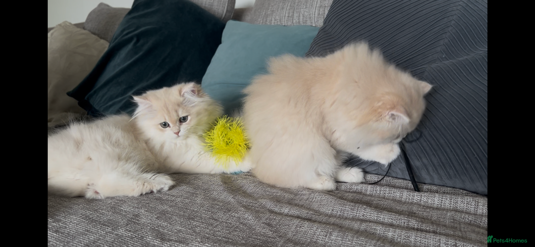 British Longhair cats for sale: Lilac golden shaded kittens (cy12) - Image 14