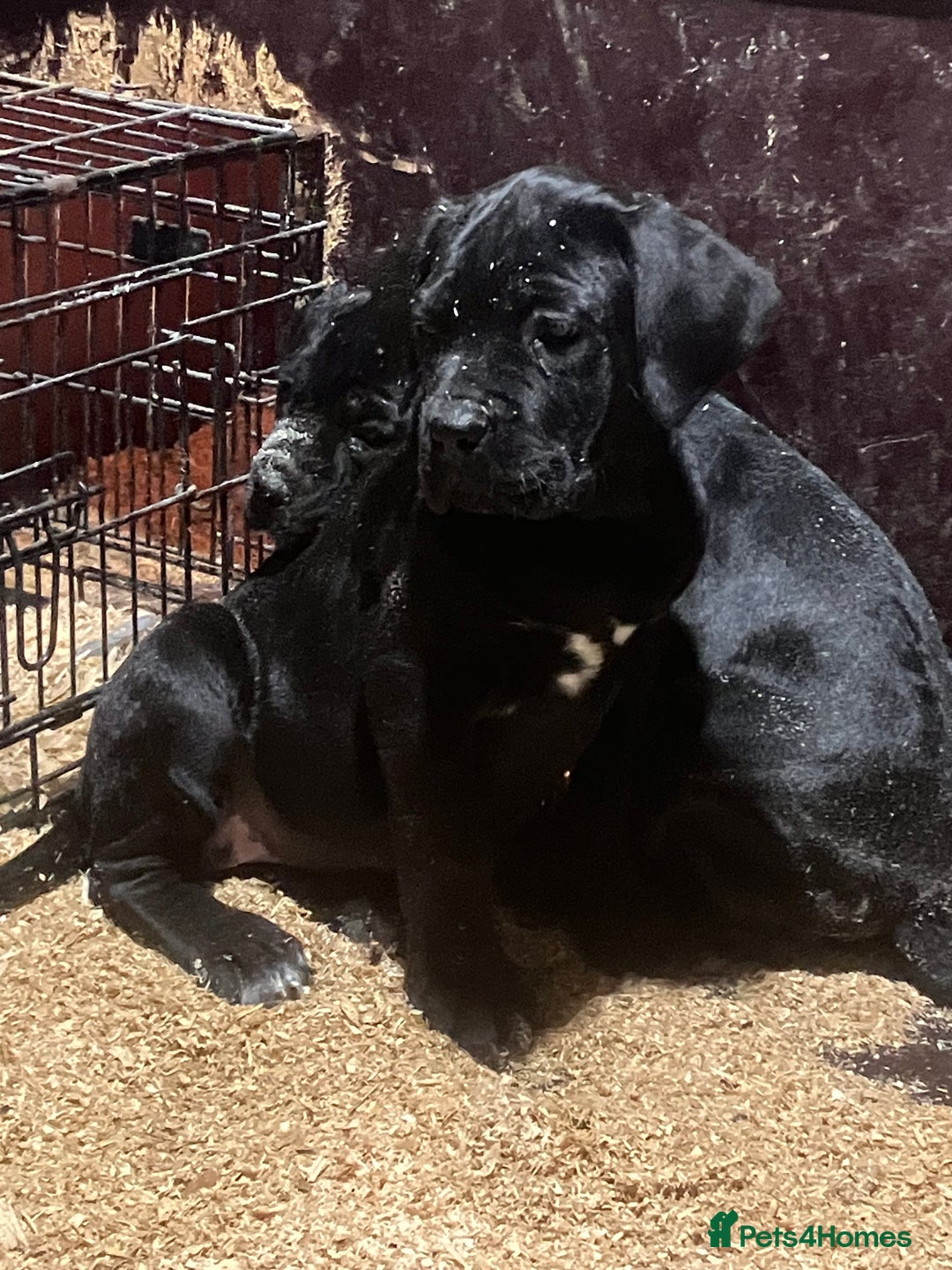 Cane Corso dogs for sale: All are now sold  - Advert 14