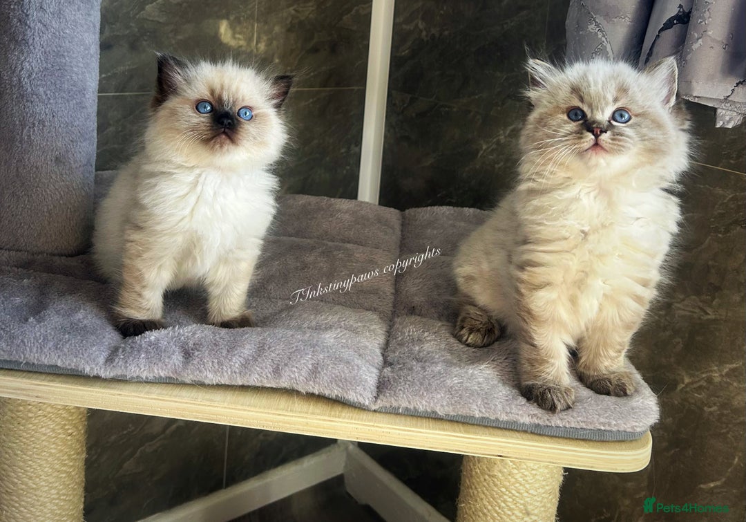 Ragdoll cats for sale: SEAL COLOURPOINT RAGDOLL  - Image 6