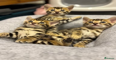 Bengal cats - Advert 15