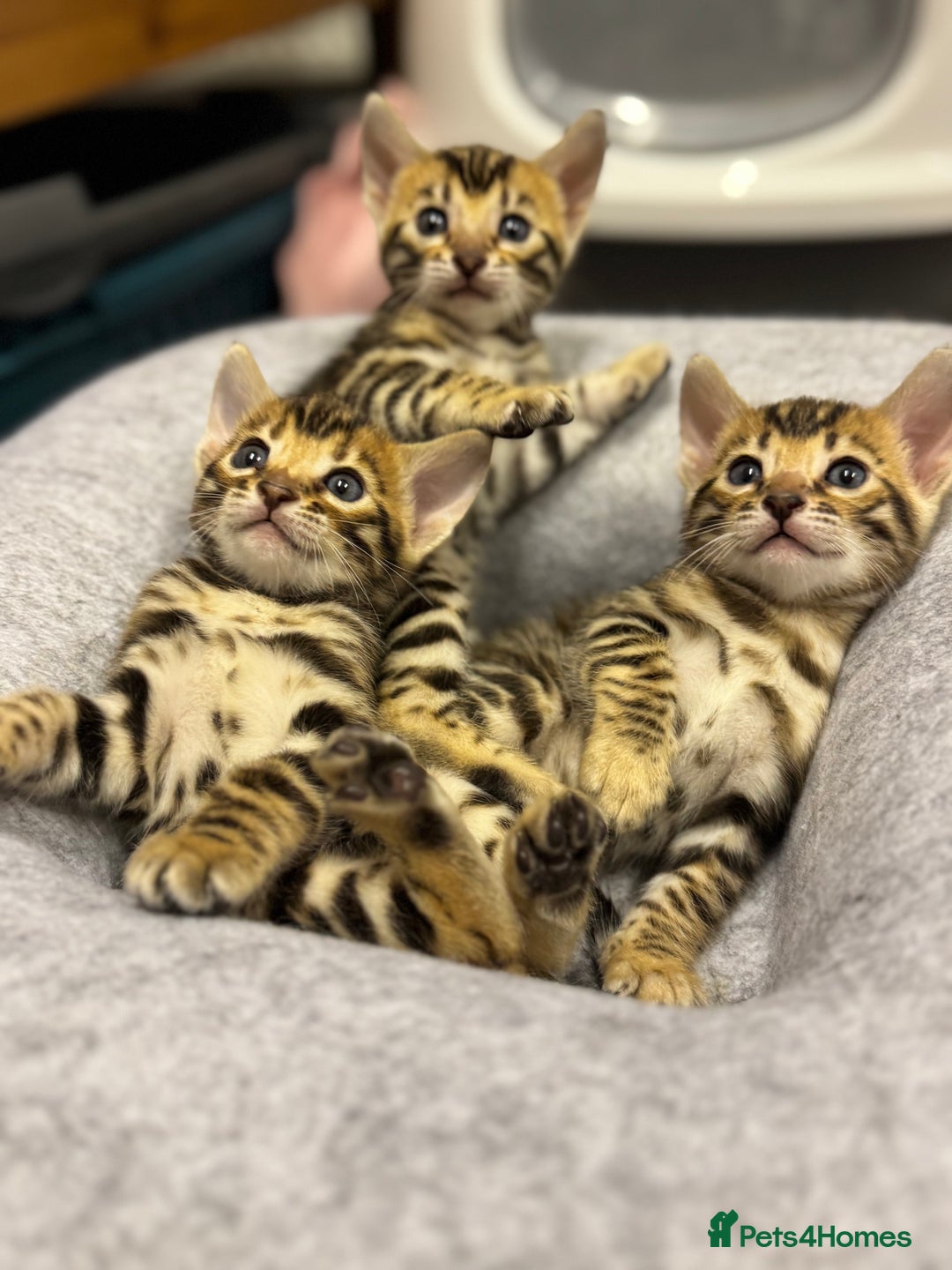 Bengal cats for sale: Bengal kittens  - Image 3