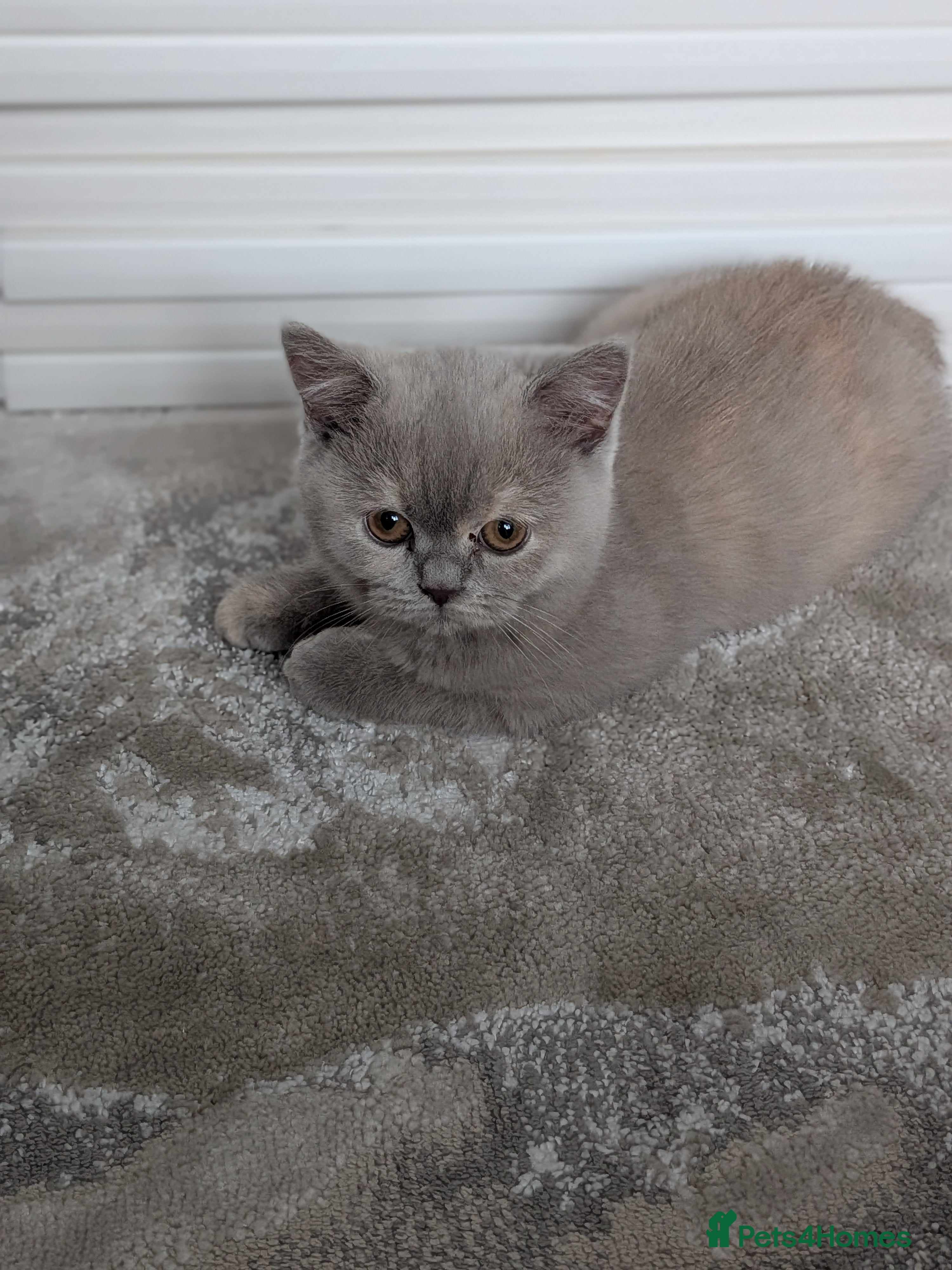 British Shorthair cats British Shorthair kittens  - Advert 10