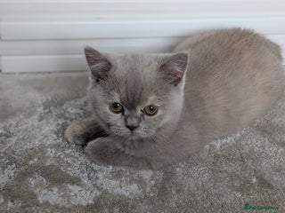 British Shorthair cats British Shorthair kittens - Advert 4