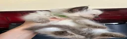 Ragdoll cats for sale: Ragdoll kittens  - Advert 13