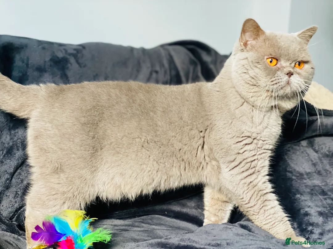 British Shorthair cats for stud: Championline Lilac Stud in Northolt - Advert 3