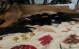 Mixed Breed dogs for sale: Staffy X puppies - Advert 8