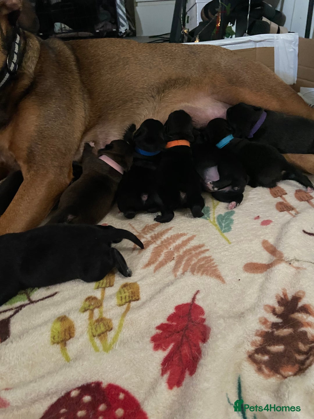 Mixed Breed dogs for sale: Staffy X puppies - Advert 8