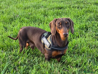 Miniature Dachshund dogs in Cannock - Advert 32