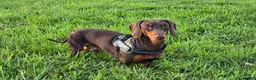 Miniature Dachshund dogs for stud: Sully, KC reg, Proven, PRA Clear, IVDD screened. in Cannock - Advert 1