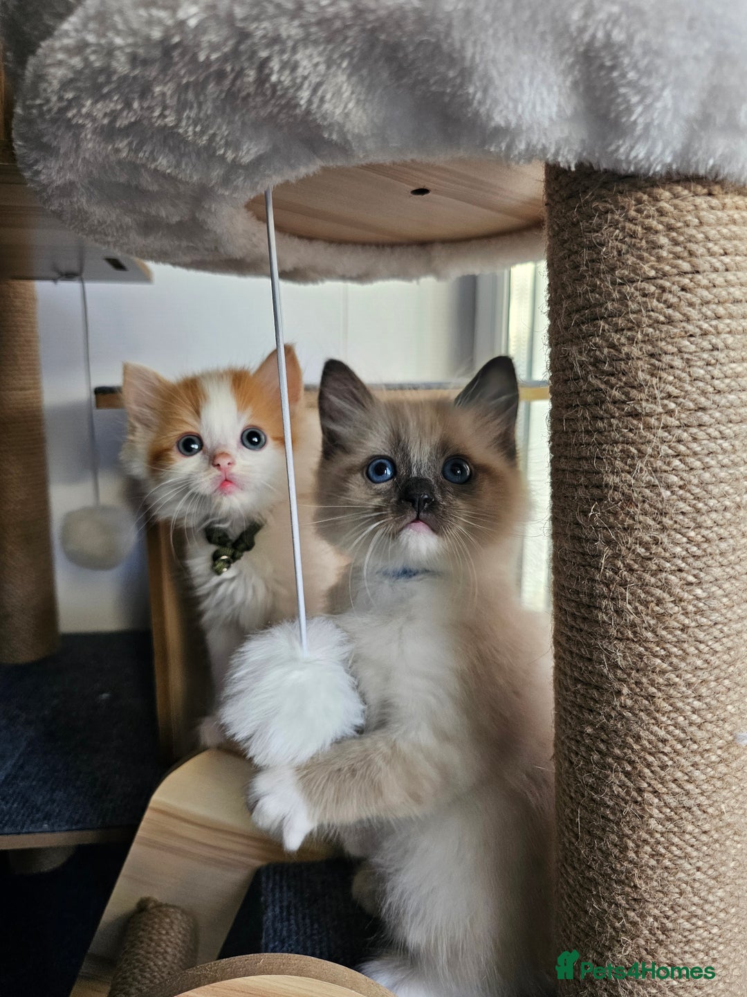 Ragdoll cats for sale: Soo cudly and playfull, two litters! - Advert 35
