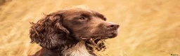 Sprocker dogs for stud: Health tested sprocker for stud in Shrewsbury - Advert 9