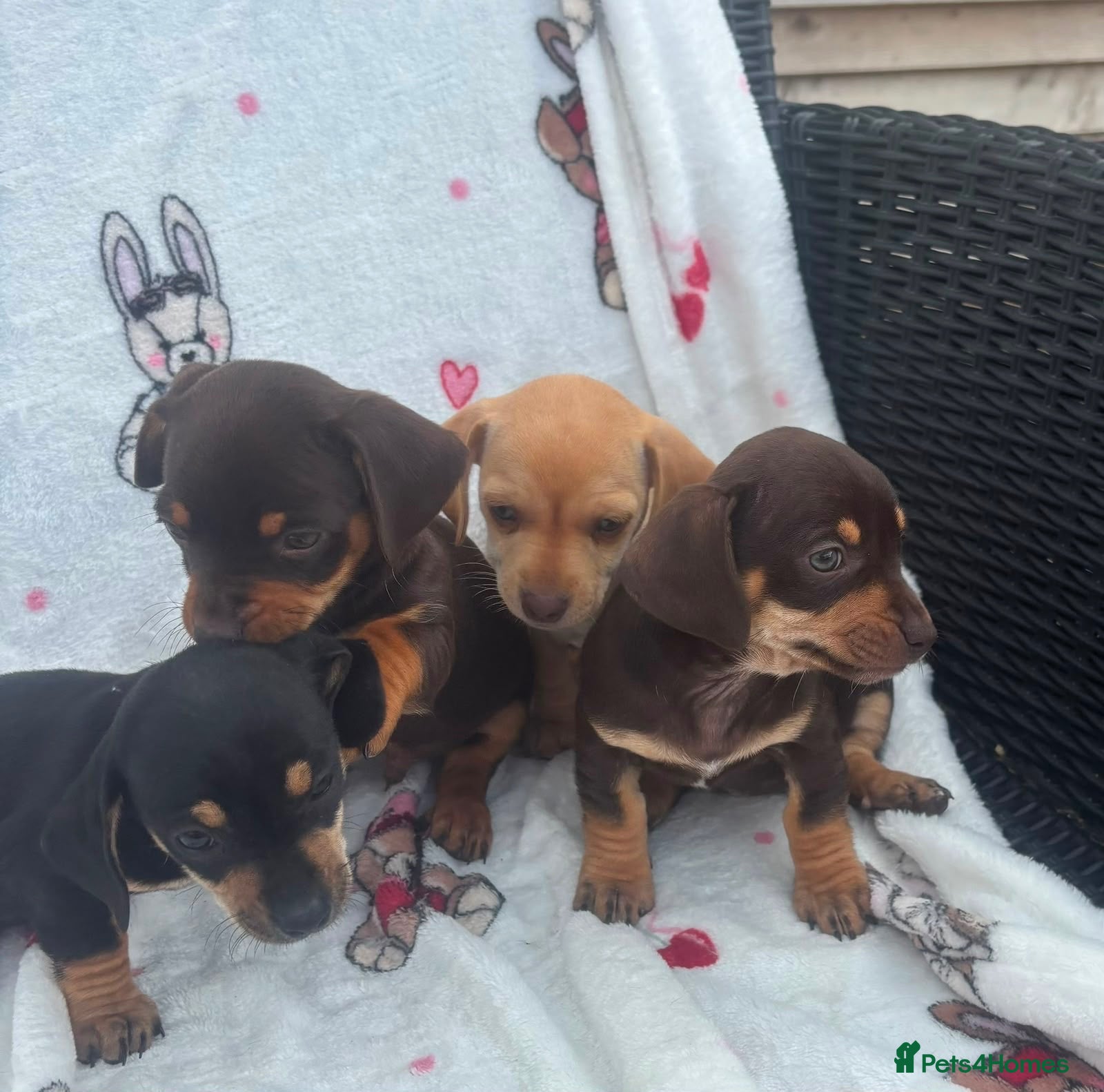 Dachshund dogs DACHSHUND PUPPIES READY/30TH AUGUST S - Advert 4