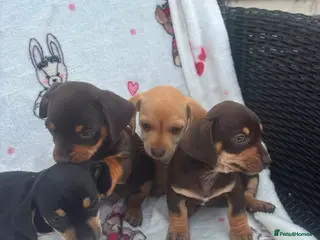Dachshund dogs DACHSHUND PUPPIES READY/30TH AUGUST S - Advert 4
