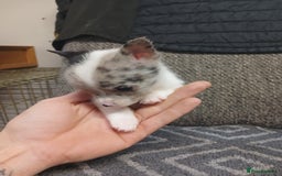 Mixed Breed dogs for sale: Pomeranian cross puppies ready now - Image 22