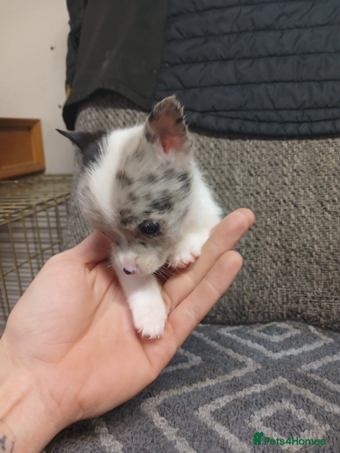 Mixed Breed dogs for sale: Pomeranian cross puppies ready now - Image 22