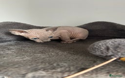 Sphynx cats for sale: Amazing colour Sphynx - Image 38