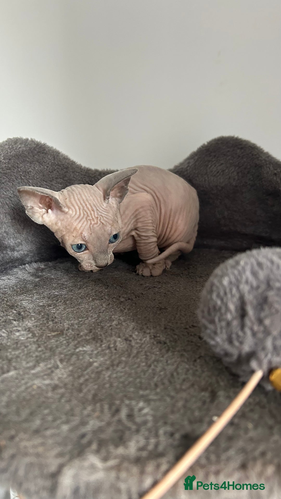 Sphynx cats for sale: Amazing colour Sphynx - Image 38