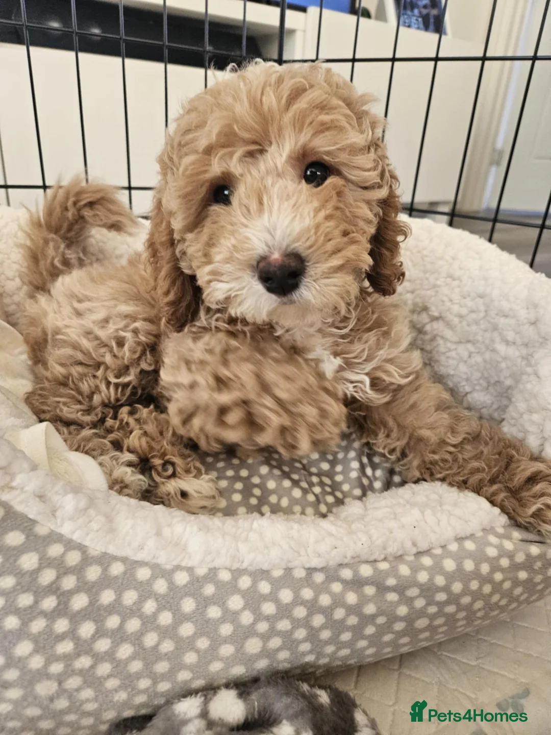 Toy Poodle dogs for stud: Stunning playful Parti Toy Poodle at Stud in Cannock - Advert 18