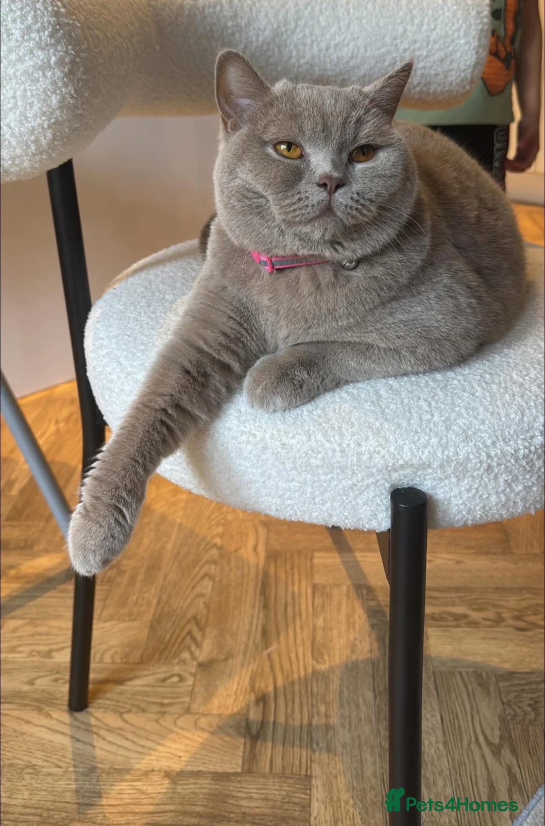 British Shorthair cats for sale: British cat 🐈‍⬛  in Great Yarmouth - Advert 2