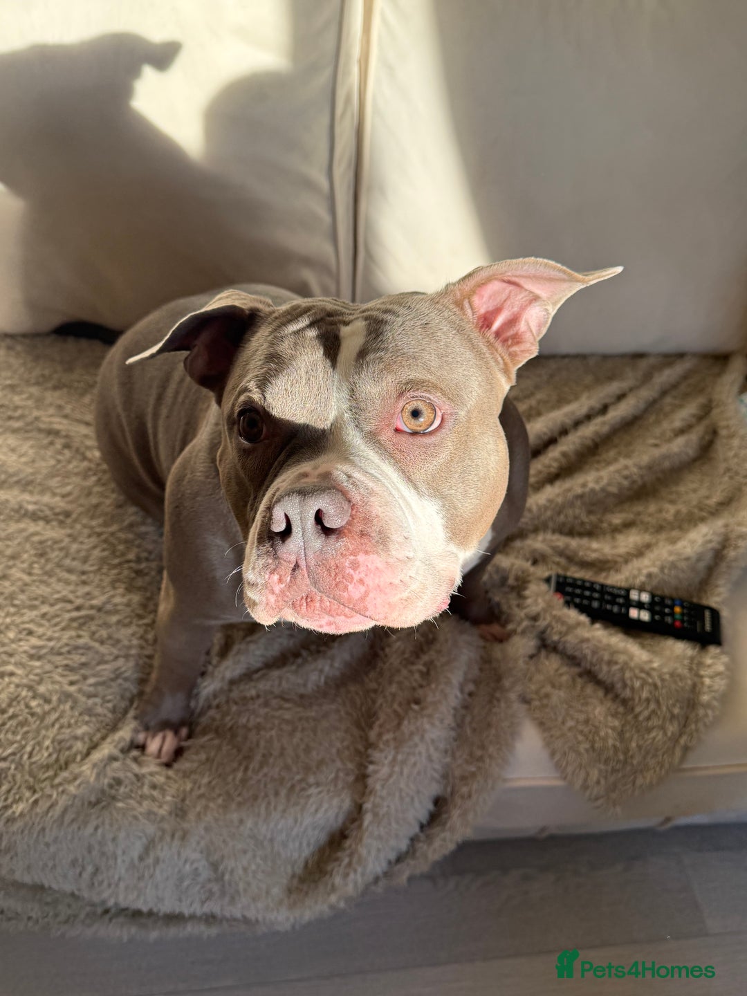 American Bully dogs for sale: Pocket bully  - Advert 7