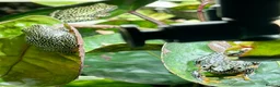 Frog reptiles for sale: Starry Night Reed Frogs Sexed Pairs  in Bristol - Advert 6