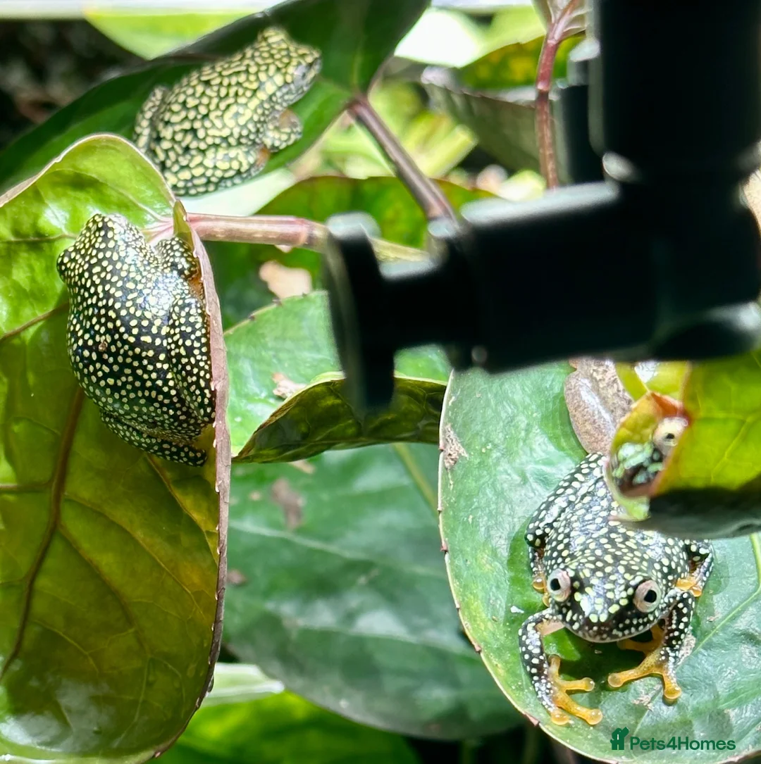 Frog reptiles for sale: Starry Night Reed Frogs Sexed Pairs  in Bristol - Advert 6
