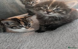 Mixed Breed cats for sale: Tabby boy  - Image 5