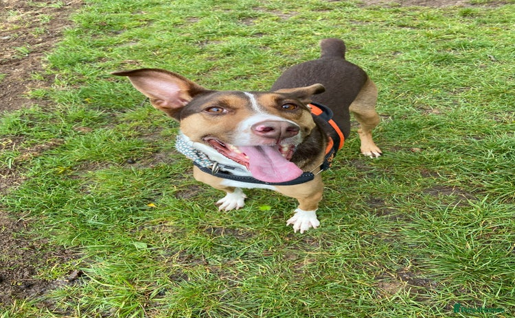 Mixed Breed dogs - Advert 13