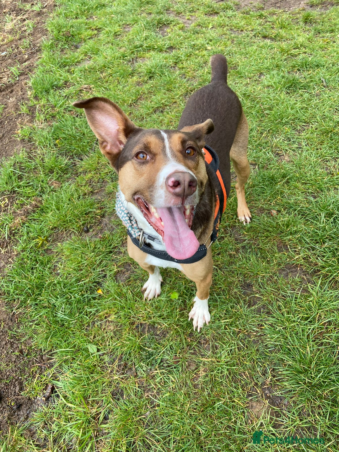 Mixed Breed dogs for sale: Toffee - Image 1