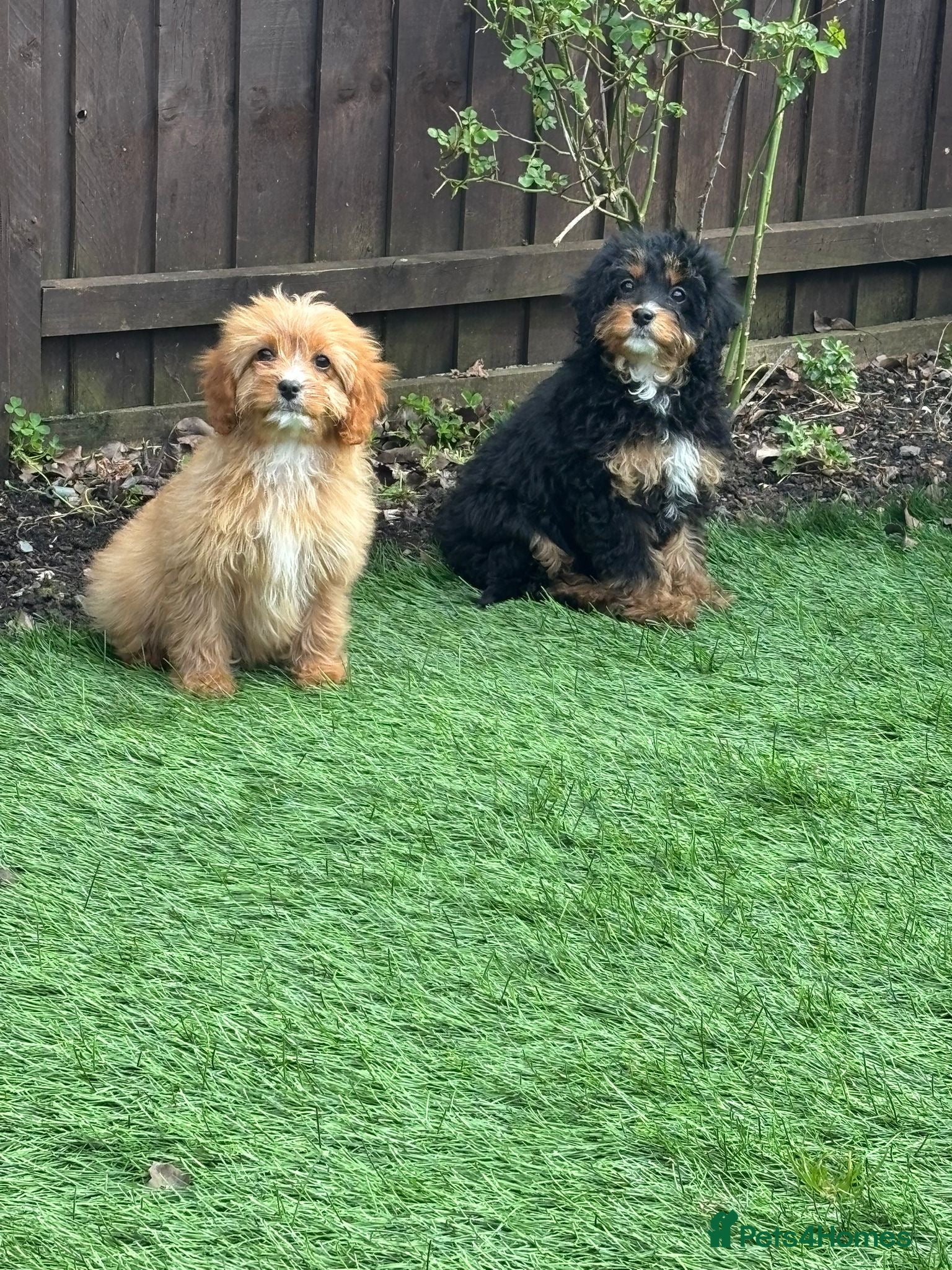 Cavapoo dogs Beautiful cavapoos  - Advert 1