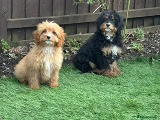 Cavapoo dogs Beautiful cavapoos - Advert 1