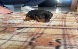 Dachshund dogs for sale: Dachshund Puppies for sale  - Image 11