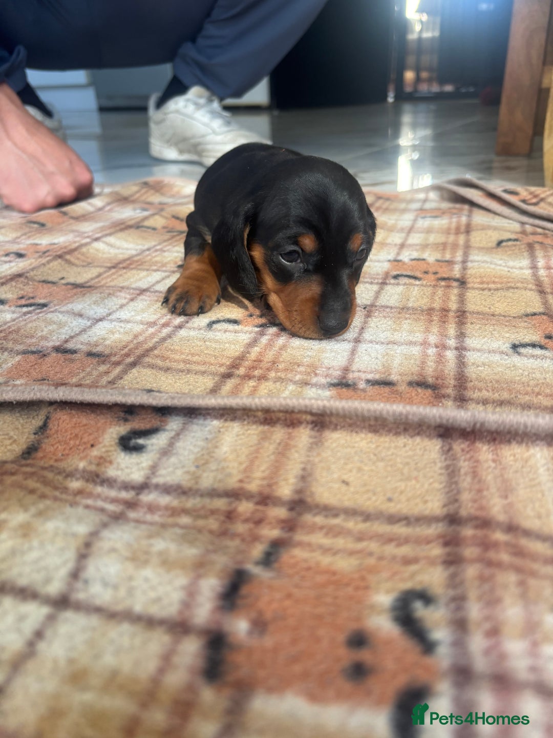 Dachshund dogs for sale: Dachshund Puppies for sale  - Image 11