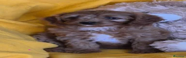 Cavapoo 5