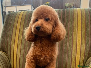 Toy Poodle dogs in Hockley - Advert 2