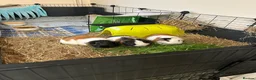 Guinea Pig rodents for sale: 3 lovely bonded guinea pigs in Fairford - Advert 1