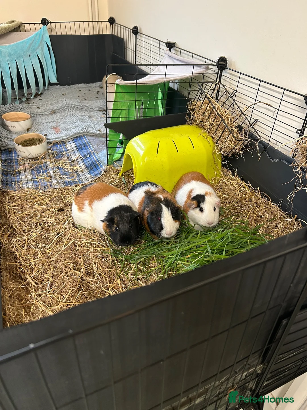Guinea Pig rodents for sale: 3 lovely bonded guinea pigs in Fairford - Advert 1