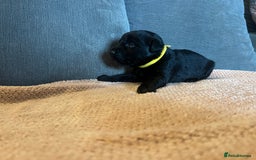 Mixed Breed dogs for sale: 3/4 lab 1/4 collie puppies  in Whitby - Image 27